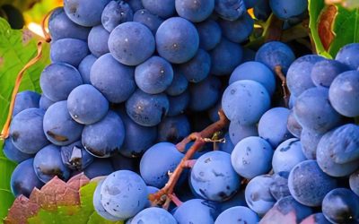 ¡Conoce más sobre la uva Monastrell!