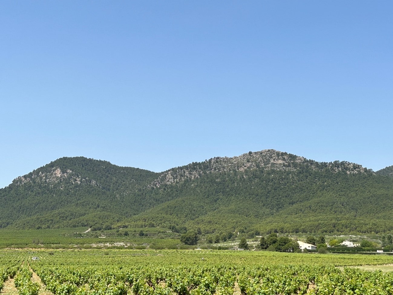 Territorio DO Bullas