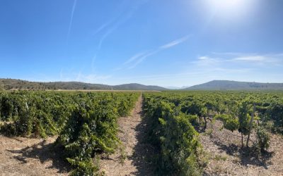 Mar y montaña, la Monastrell más mediterránea