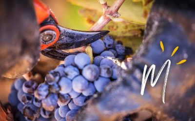 La vendimia 2023 nos deja un Monastrell de excelente calidad